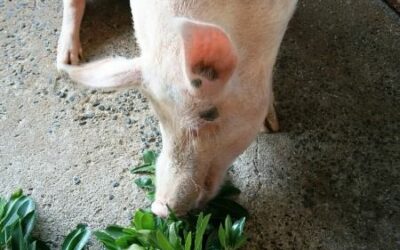 Diferentes sistemas de alimentación para cerdos y sus ventajas