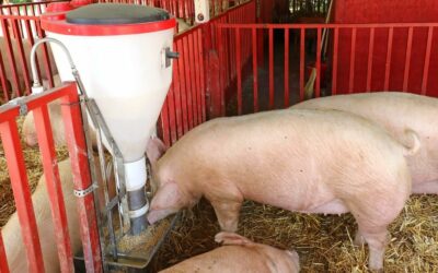 Cómo gestionar la alimentación de cerdos según la etapa en la que se encuentran