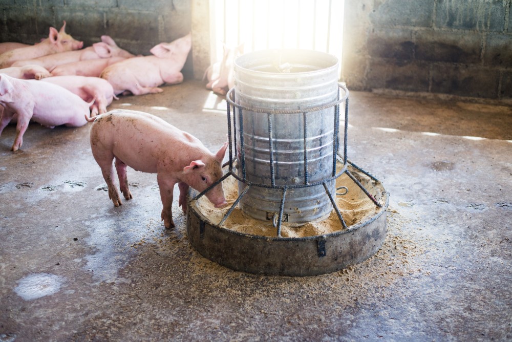 Mantenimiento y limpieza de comederos para cerdos