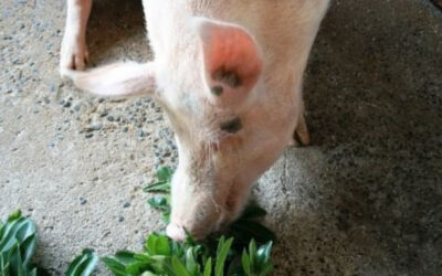La nutrición en la porcicultura: tipos de alimentos