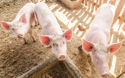 Humedecedoras para cerdos: características y utilidades