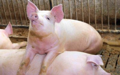 Diseño para granjas porcinas: bienestar animal