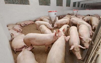 Bebederos para cerdos: transforma tu producción porcina
