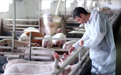Mantenimiento y limpieza de bebederos porcinos
