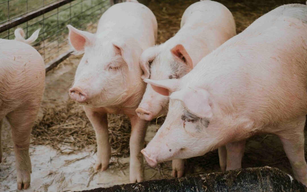 Problemas comunes en la alimentación de cerdos y cómo solucionarlos