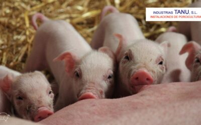 Chupetes para cerdos: la solución perfecta para la lactancia en cerditos
