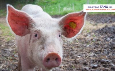 Comederos para cerdos: una guía completa para la alimentación porcina